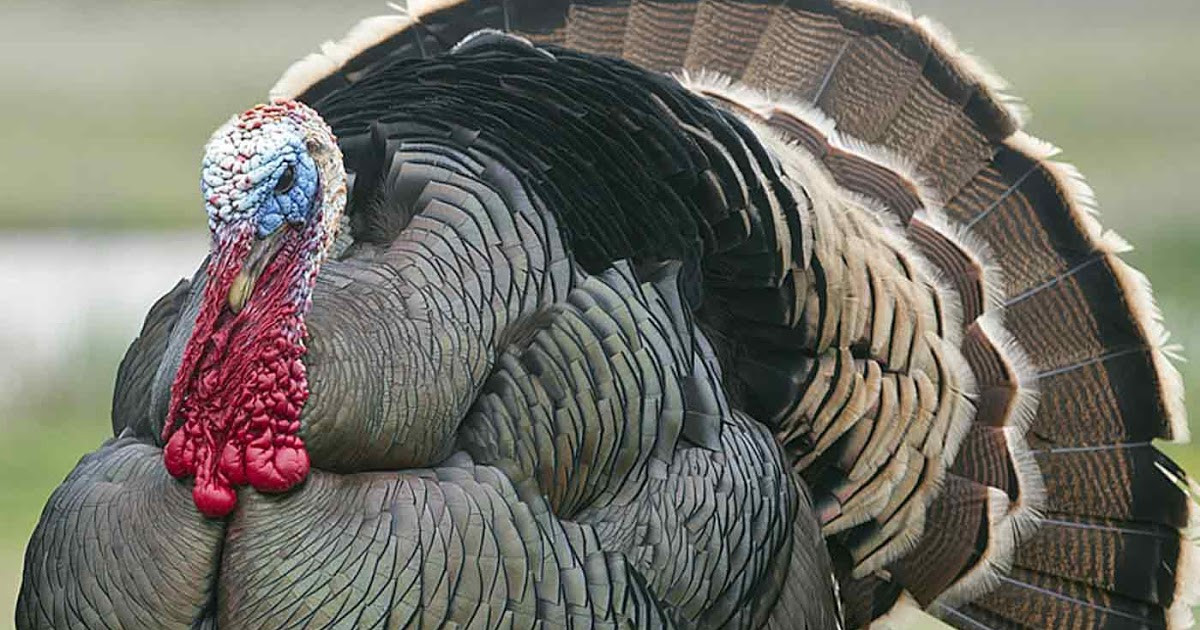Average Thanksgiving Turkey Weight
 Pax on both houses Through Selective Breeding The