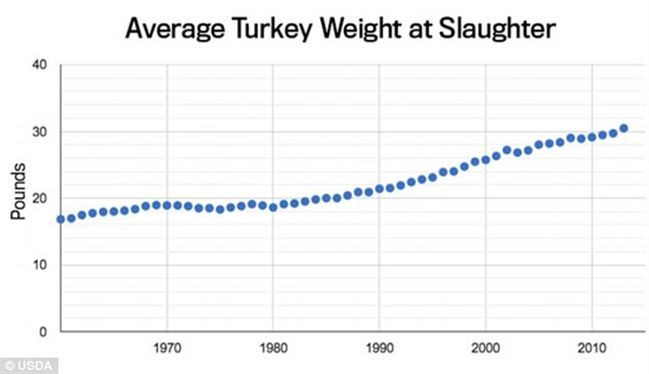 Average Thanksgiving Turkey Weight
 How artificial insemination has led to Thanksgiving
