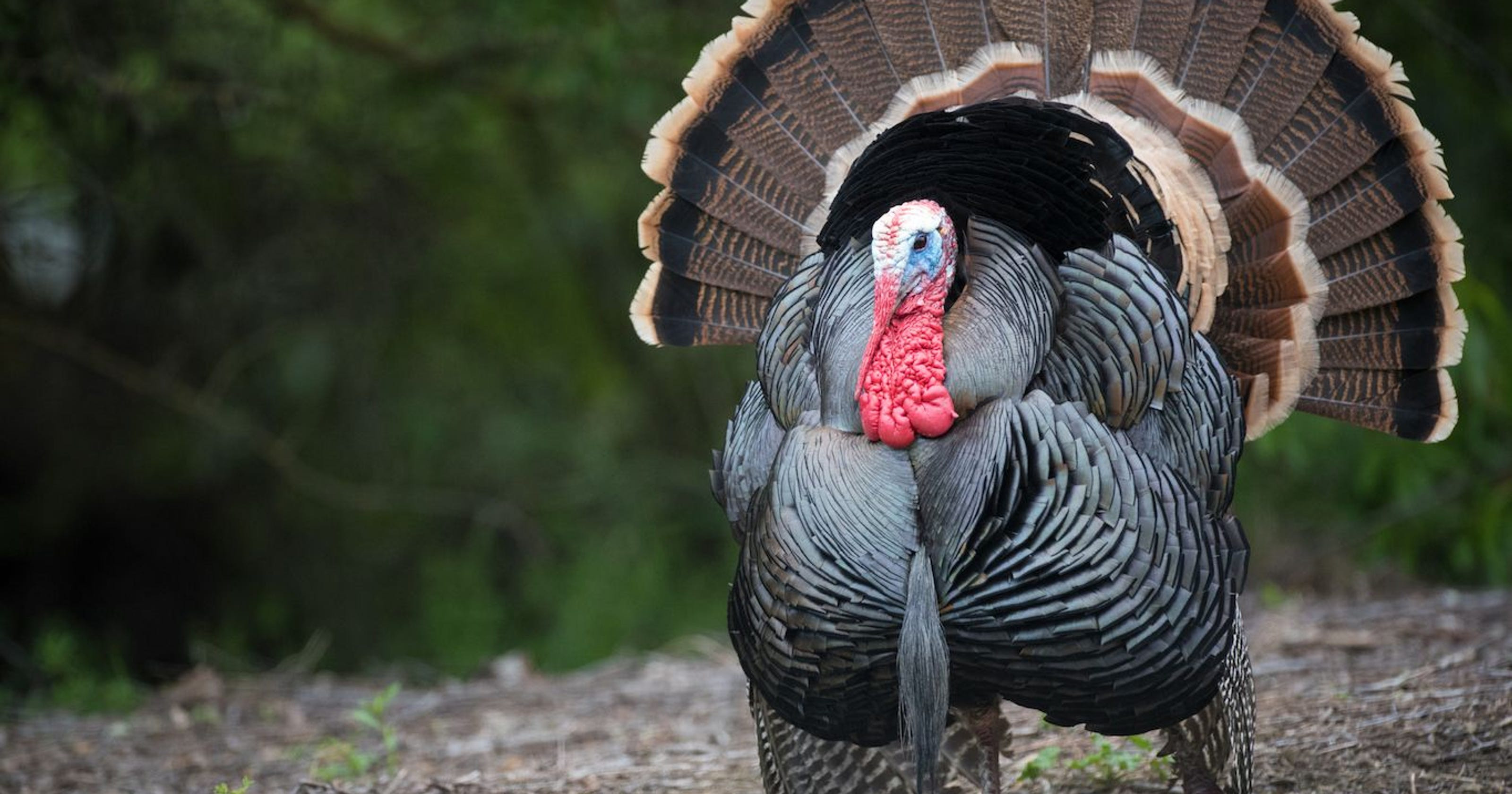 Average Turkey Weight Thanksgiving
 What an average Thanksgiving dinner cost the year you were