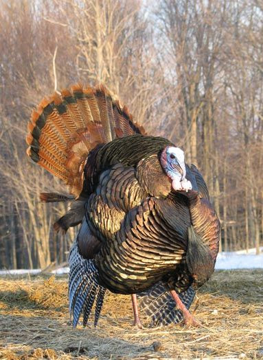 Biggest Thanksgiving Turkey
 Tom turkey He looks huge
