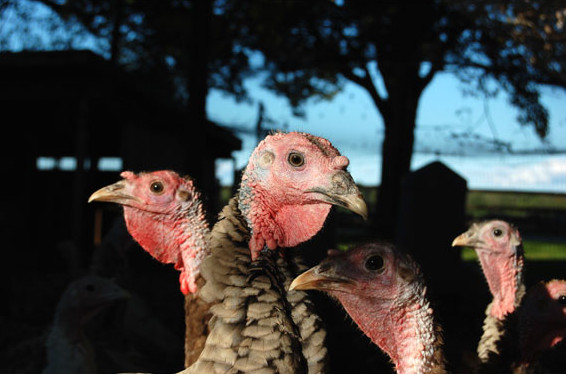 Buying A Turkey For Thanksgiving
 Resource Guide to Buying your Thanksgiving Turkey — CT Bites