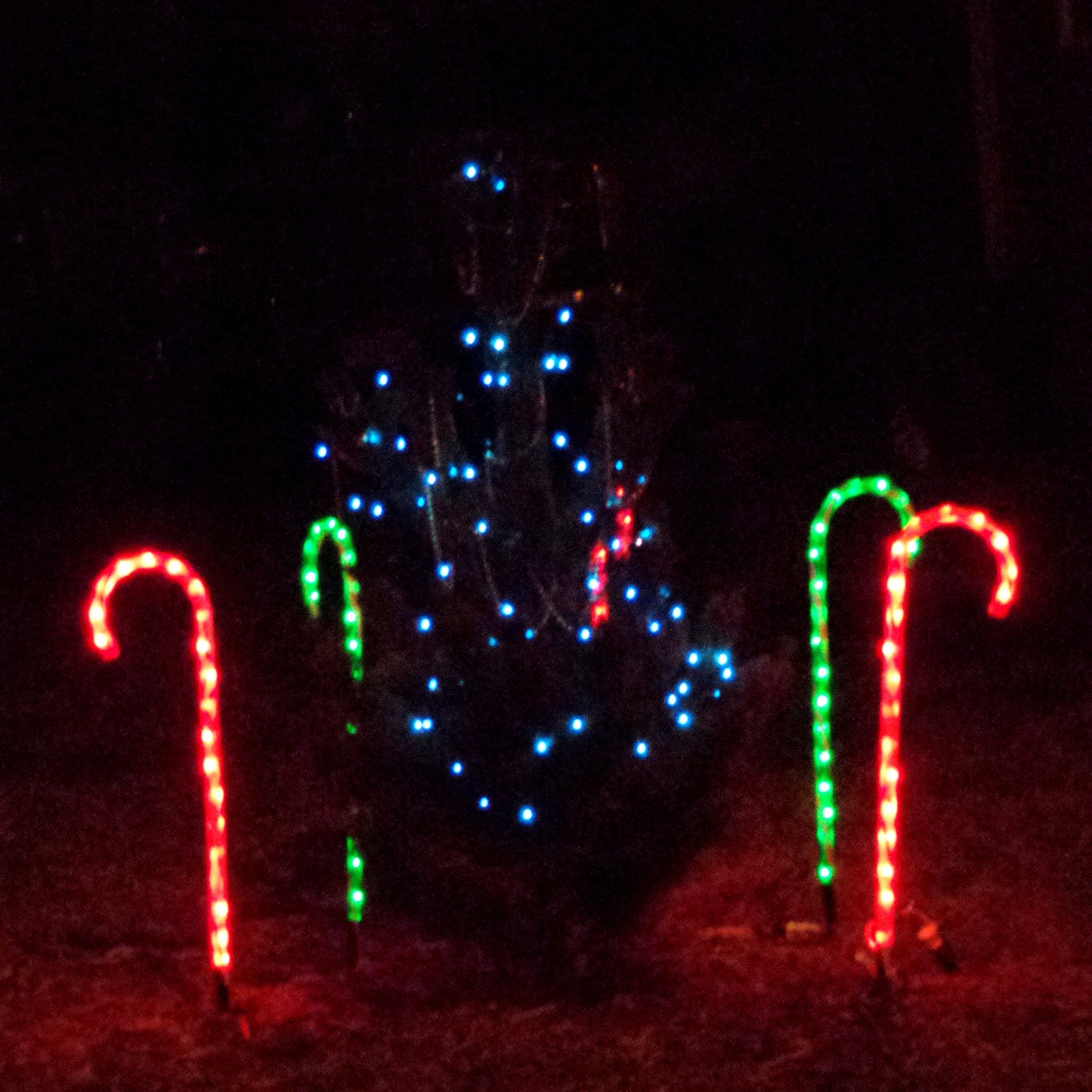 Candy Cane Christmas Lights Outdoor
 Christmas Tree and Candy Cane Lights Picture