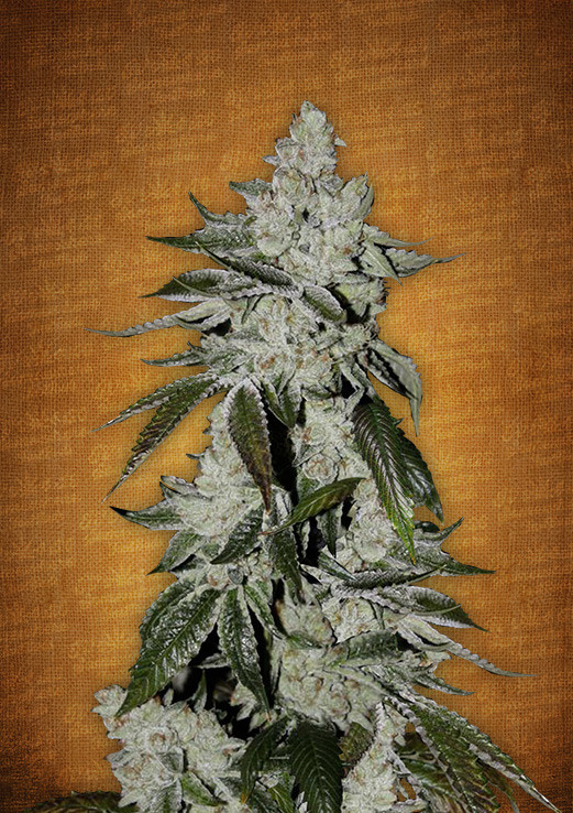 Christmas Cookies Strain
 Fast Buds Girl Scout Cookies Auto