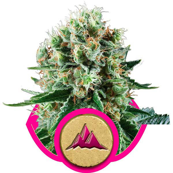 Christmas Cookies Strain
 Critical Kush Seeds Delicious Seeds