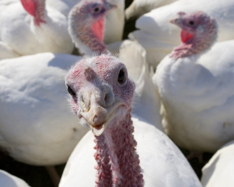 Did The Pilgrims Eat Turkey On Thanksgiving
 Why Do We Eat Turkey on Thanksgiving