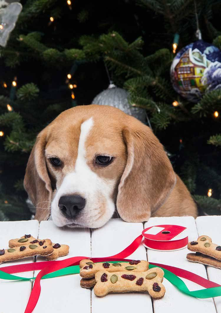 Dog Christmas Cookies
 Calvin s Christmas Cookies Dog Treats The Scrumptious