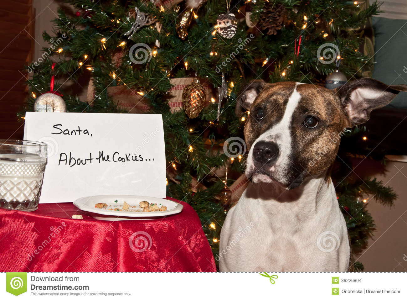 Dog Christmas Cookies
 Dog Eats Santas Cookies stock photo Image of cute ears