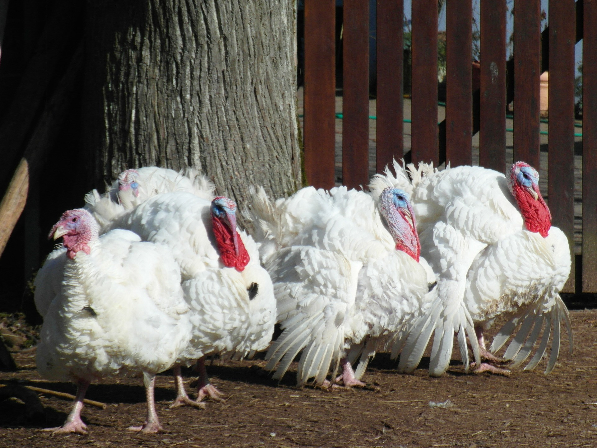 Fresh Turkey For Thanksgiving
 Rutland Area Food Co op
