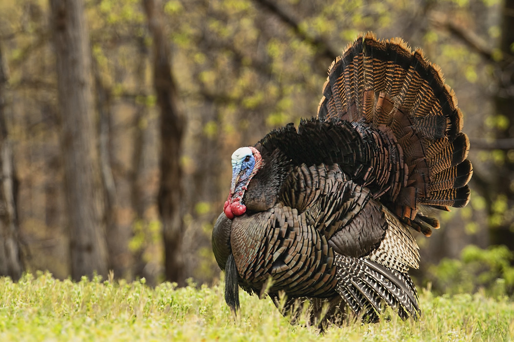 How Did Turkey Become The Thanksgiving Bird
 Let s Talk Turkey