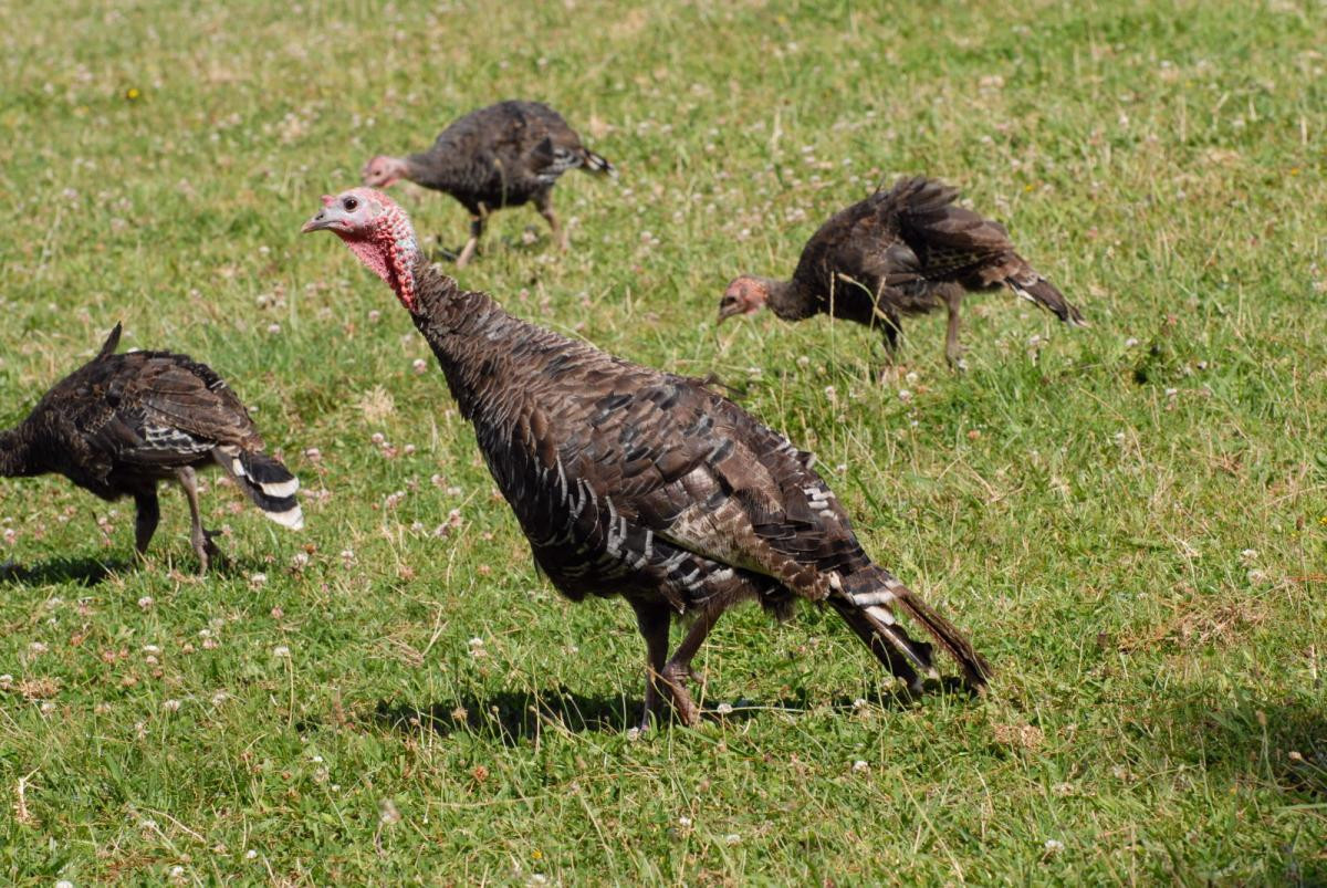 How Did Turkey Become The Thanksgiving Bird
 Wild turkey