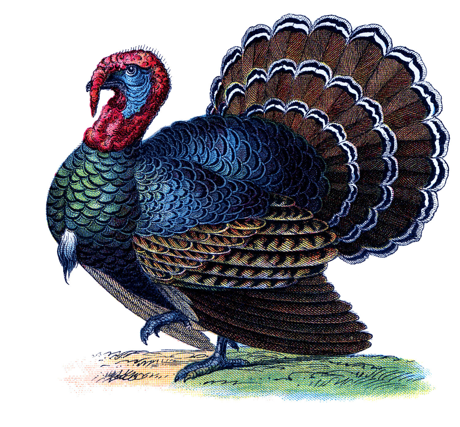 Images Of Thanksgiving Turkey
 Vintage Thanksgiving Image Gorgeous Turkey The