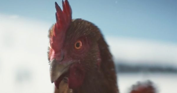 Kfc Turkey Thanksgiving
 It’s Chicken Vs Turkey in KFC’s Holiday Ad About the
