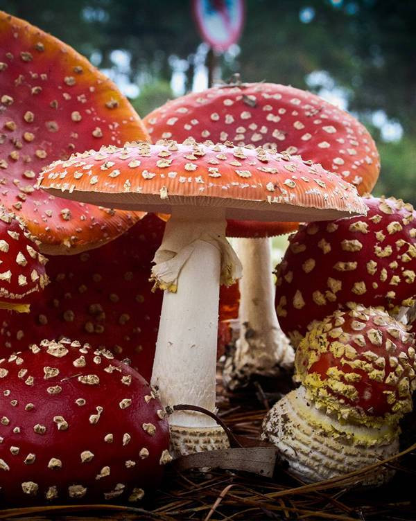 Mushrooms And Christmas
 Podcast Santa and Magic Mushrooms – Weird Christmas