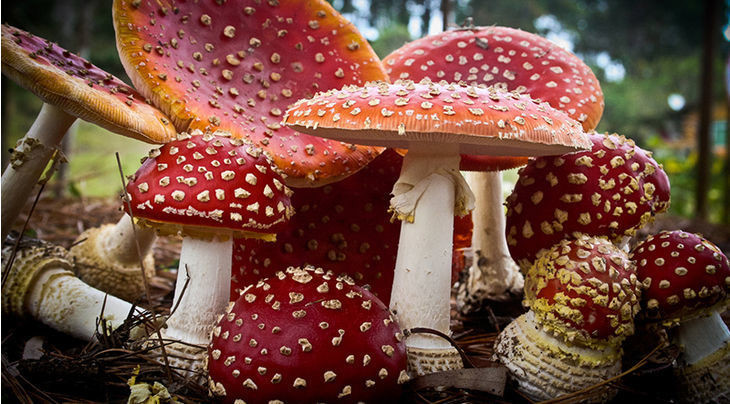 Mushrooms And Christmas
 Santa Claus Is the Product of Magic Mushrooms