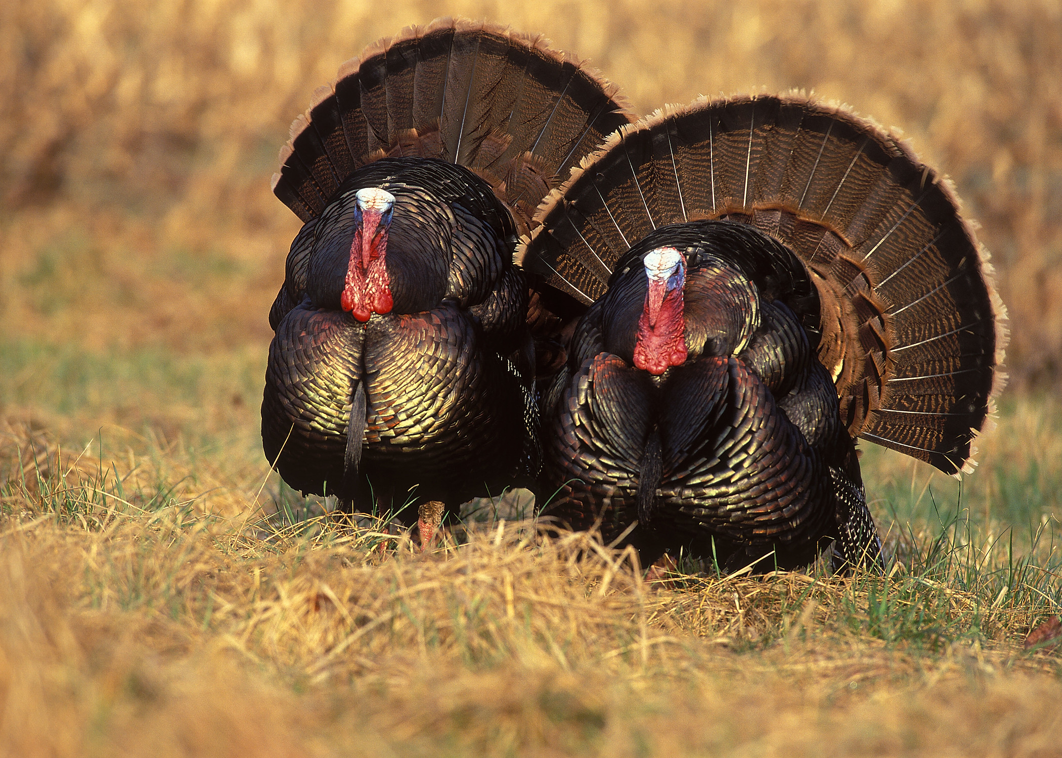 Picture Of Thanksgiving Turkey
 Wild turkey