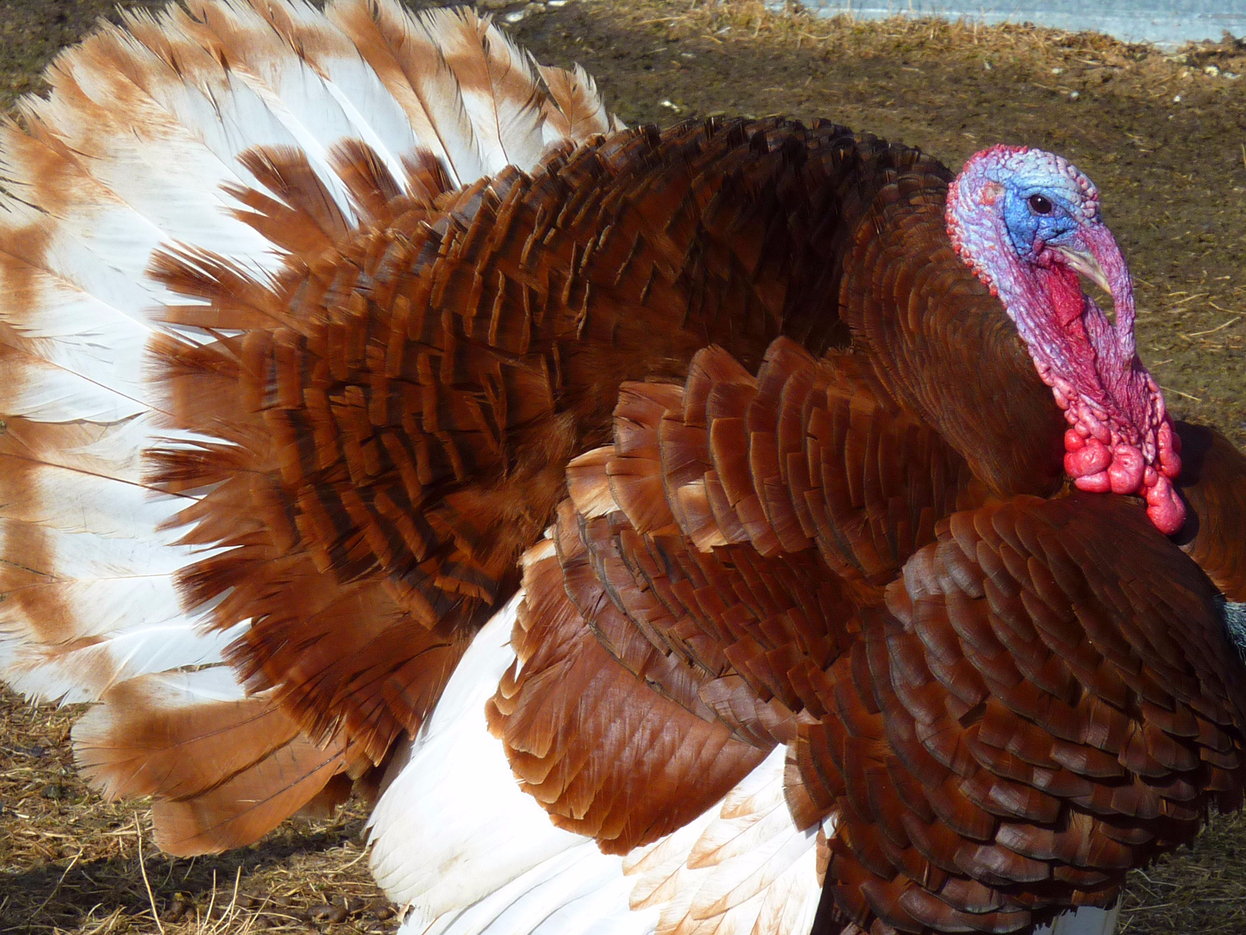 Pounds Of Turkey Per Person Thanksgiving
 How big turkeys were then and now Business Insider