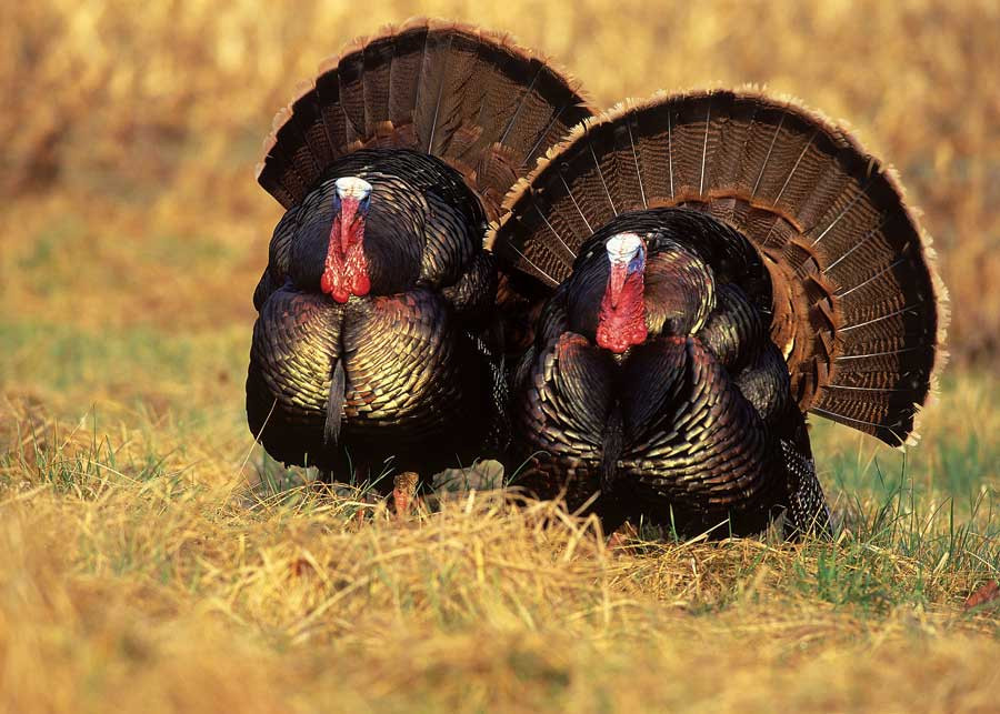 Thanksgiving Turkey History
 Know Your Turkey Facts and History