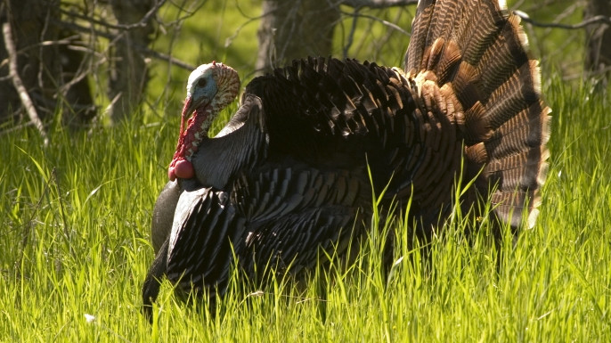 Thanksgiving Turkey History
 Turkey Talk The Story Behind Your Thanksgiving Bird