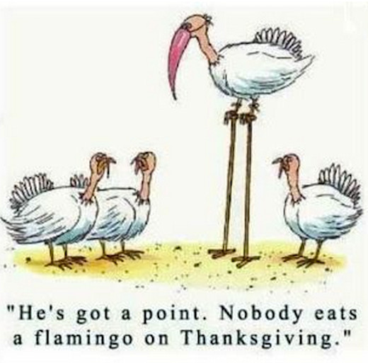 Thanksgiving Turkey Images Funny
 Flamingo Thanksgiving s and for