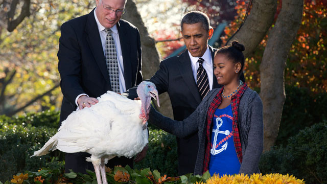Thanksgiving Turkey Pardon
 White House Thanksgiving Tradition Obama Pardons Turkey