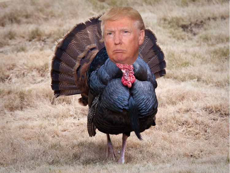 Trump Thanksgiving Turkey
 How to Survive Thanksgiving with Your Pro Trump Family