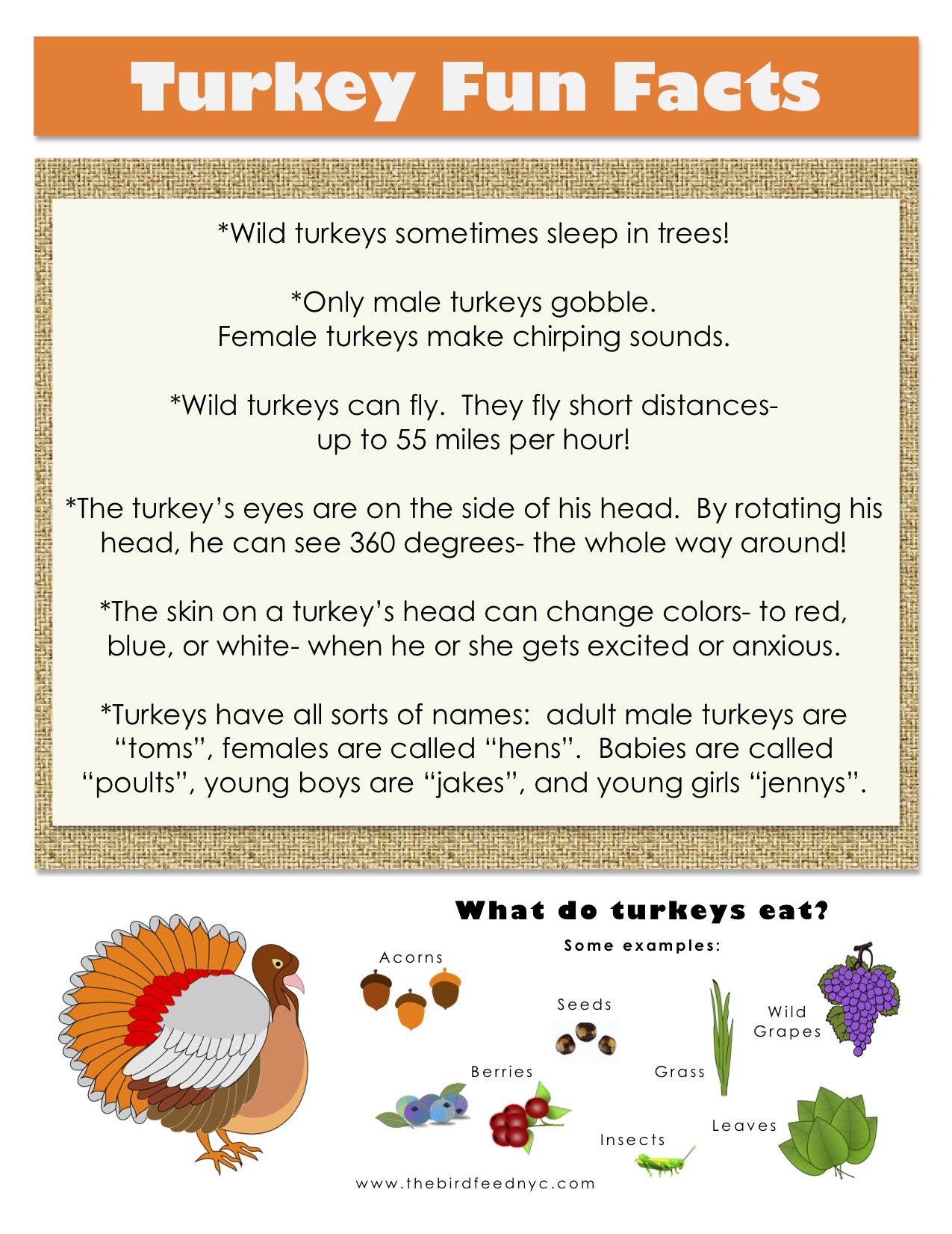 Turkey And Thanksgiving Facts
 Activities For Kids