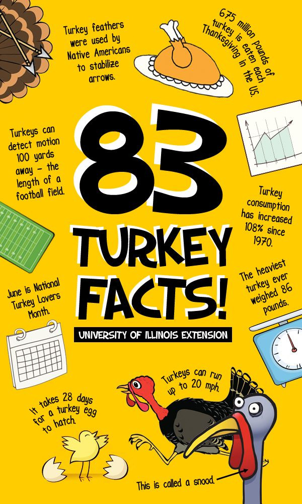 Turkey And Thanksgiving Facts
 Best 25 Turkey facts ideas on Pinterest