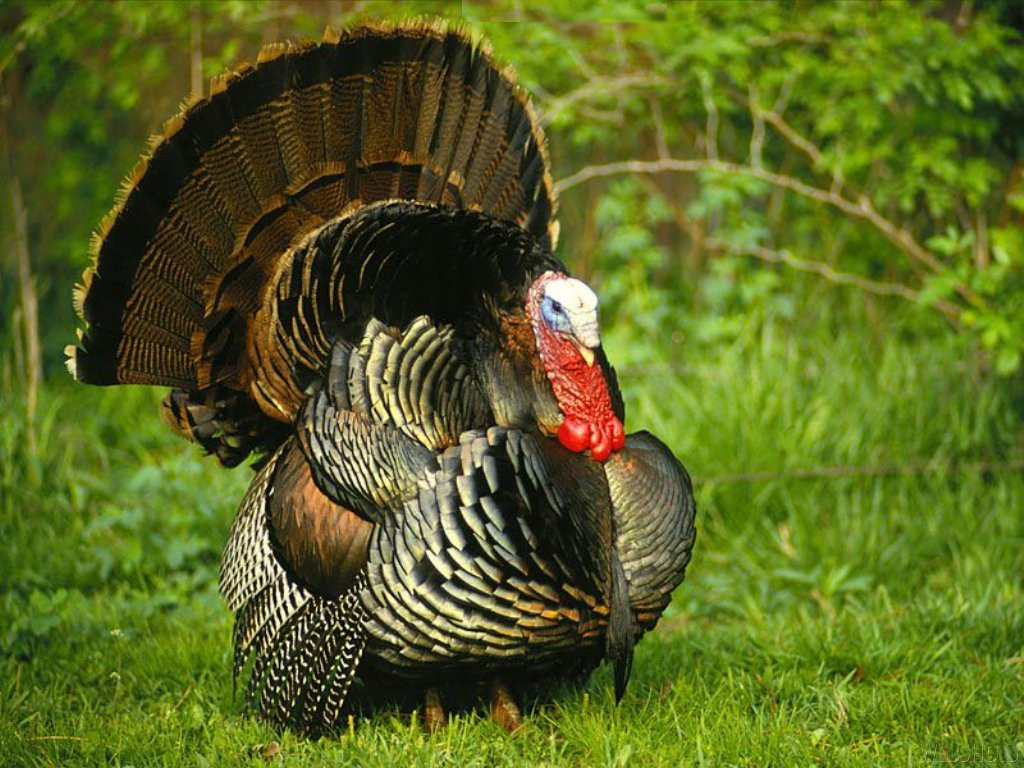 Turkey Images For Thanksgiving
 Monkey Blog turkey backgrounds