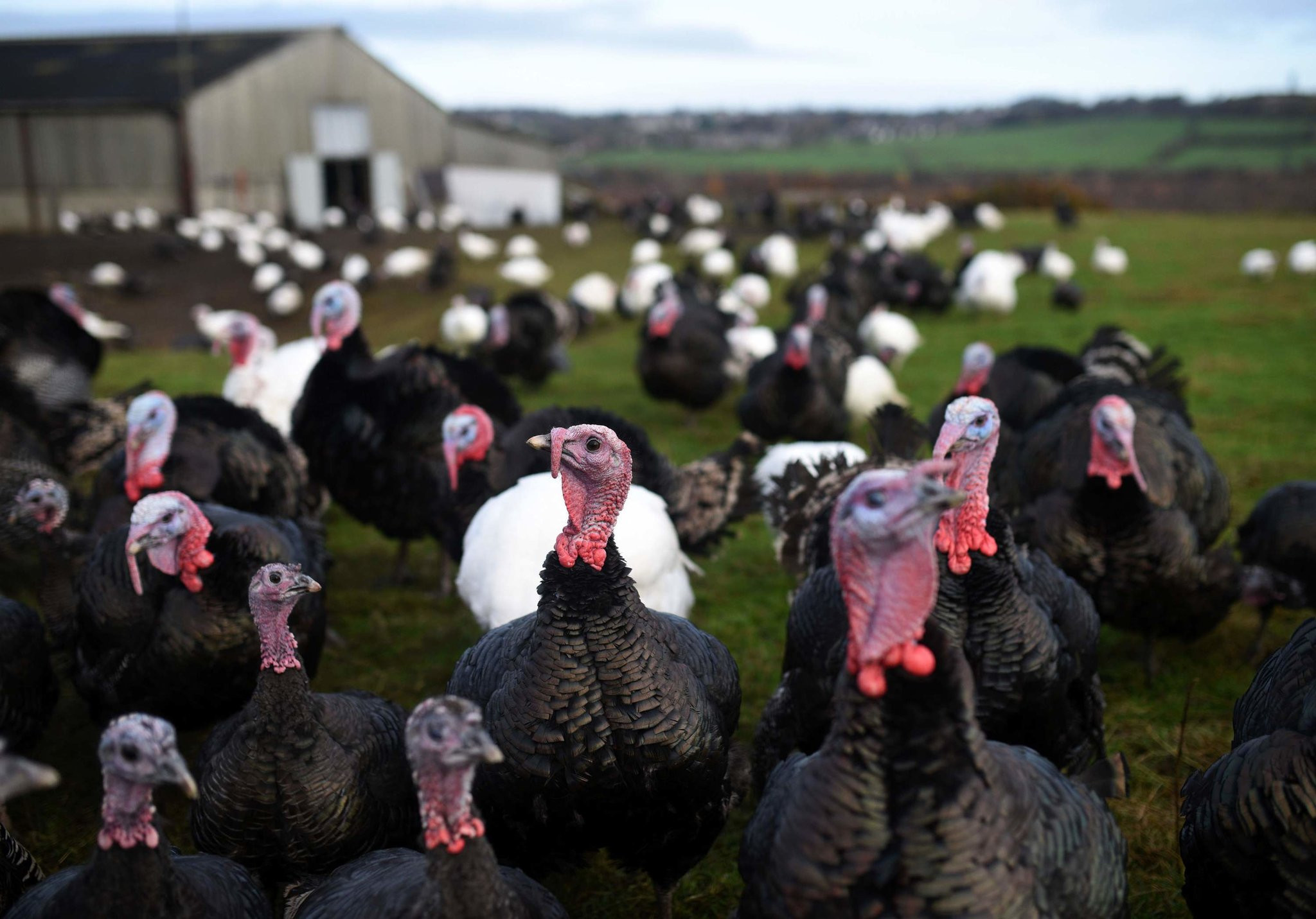 Turkey Picture For Thanksgiving
 Thanksgiving Turkeys May Have Been Tamed 1 500 Years Ago