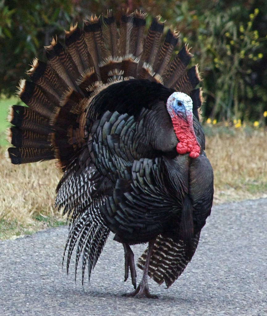 Turkey Picture For Thanksgiving
 Wild Turkey