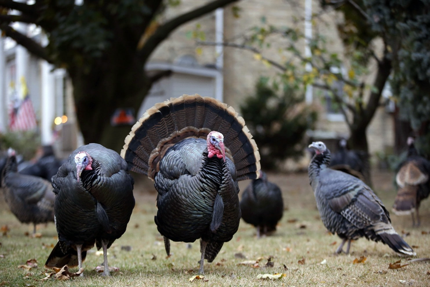 Turkey Picture For Thanksgiving
 Are turkeys really the dumbest animals The Washington Post