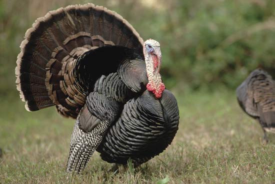 Turkey Picture For Thanksgiving
 turkey bird