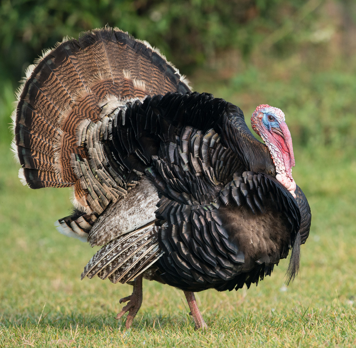 Turkey Picture For Thanksgiving
 Angry Birds What You Need to Know About Turkeys This