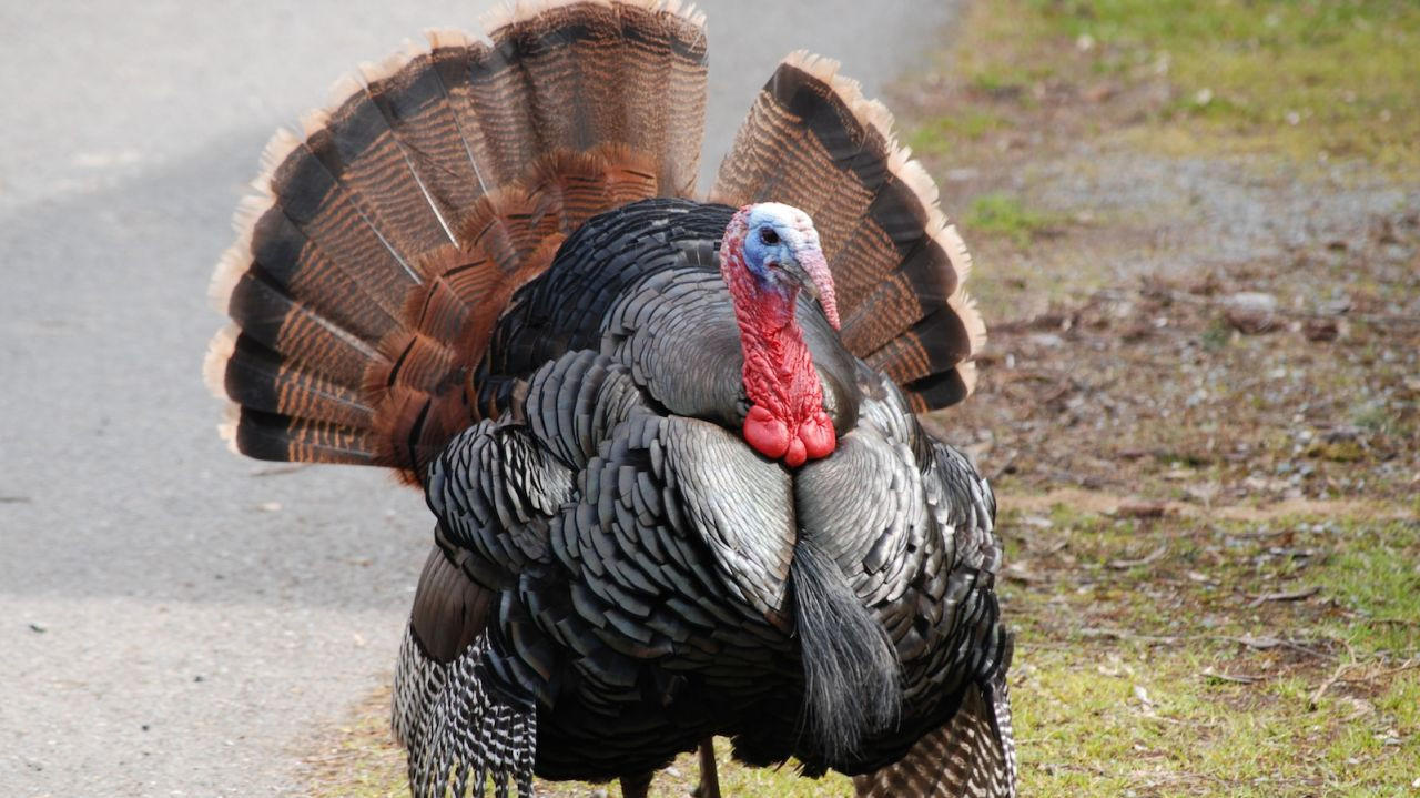 Turkey Picture For Thanksgiving
 Types of turkey What bird are you ting for
