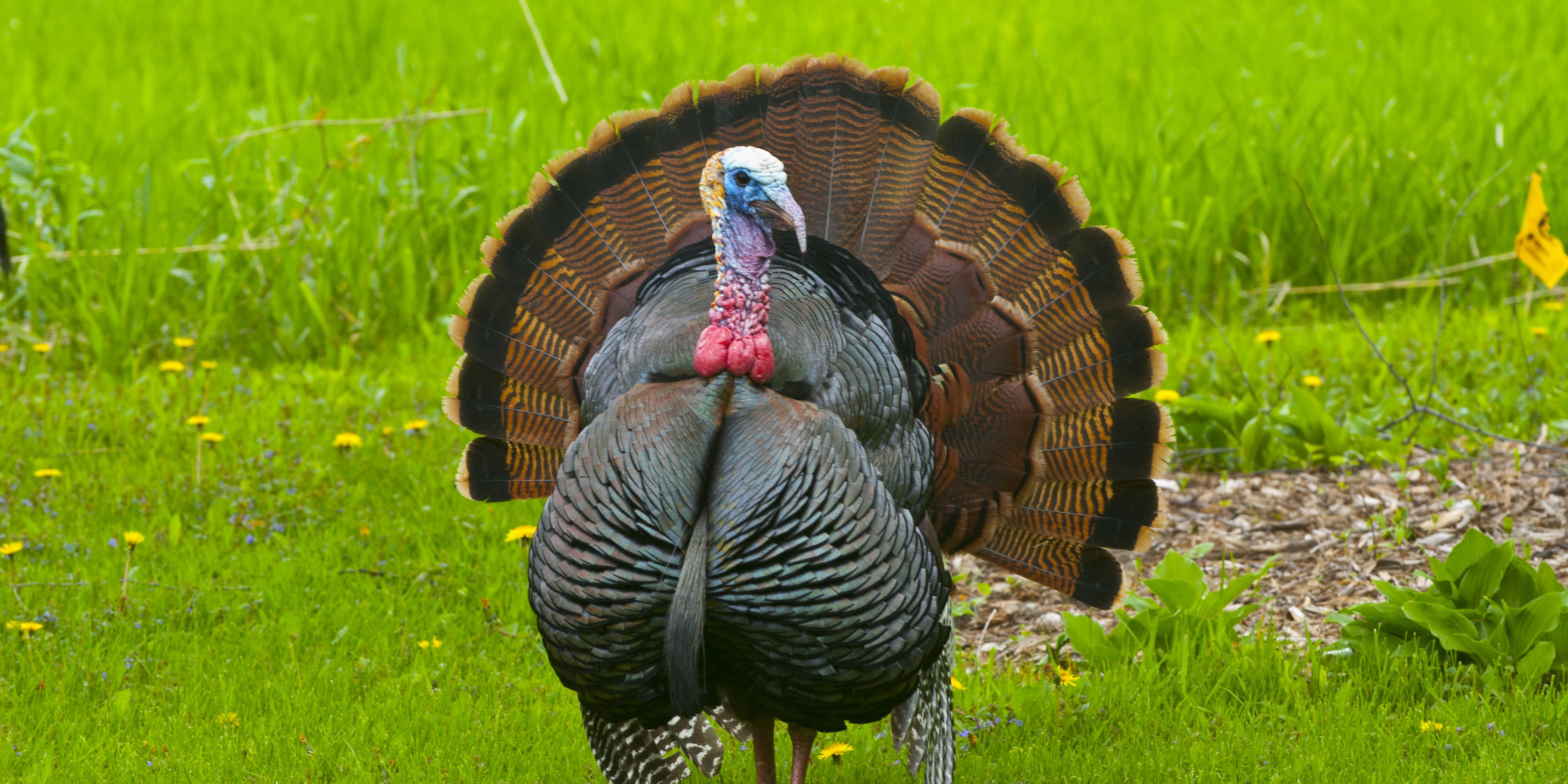Turkey Thanksgiving Picture
 A Feast Ways To Support Humane Treatment Turkeys