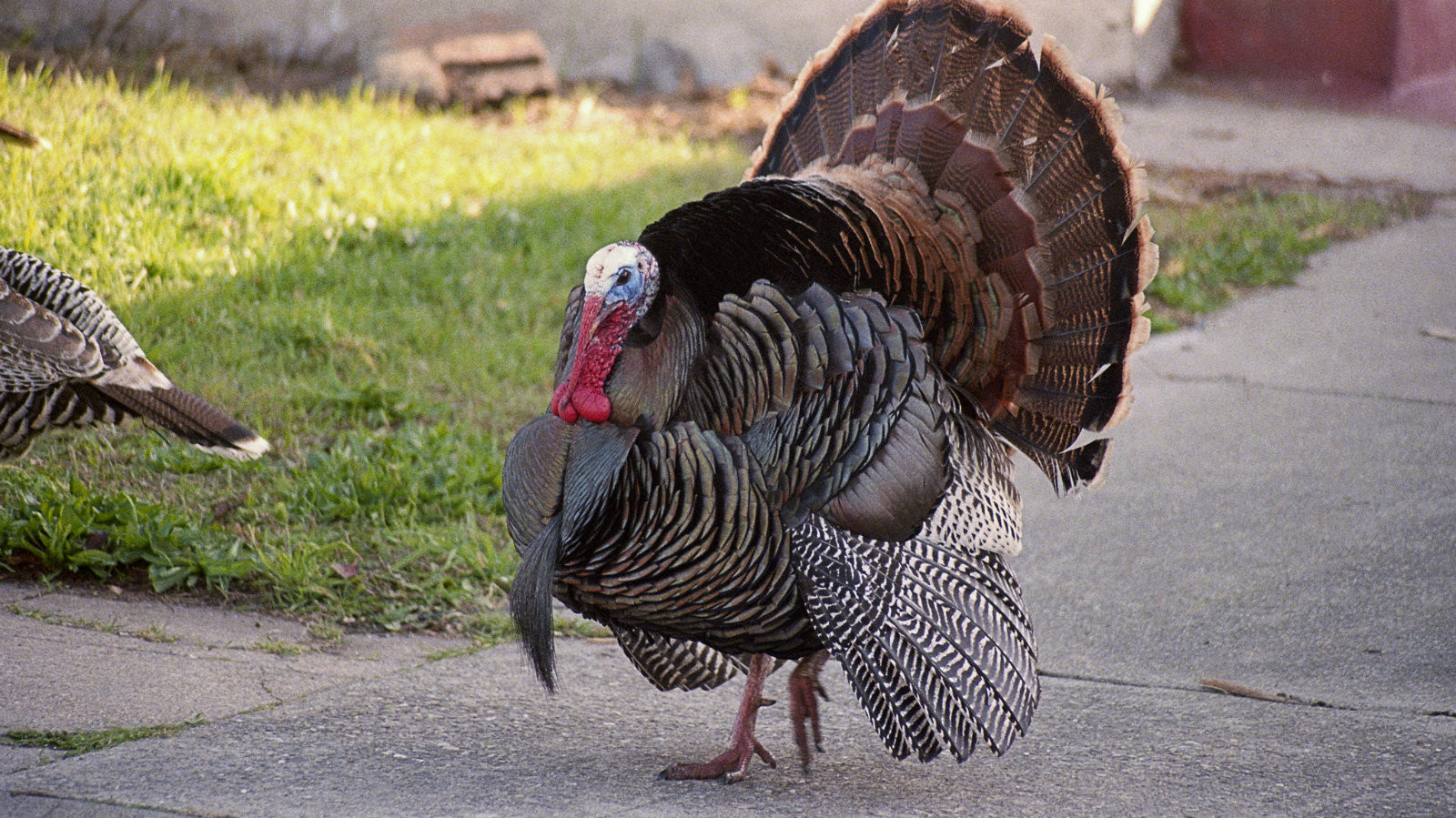 Why Do We Have Turkey On Thanksgiving
 Wild turkeys are tough old birds Here’s why you should