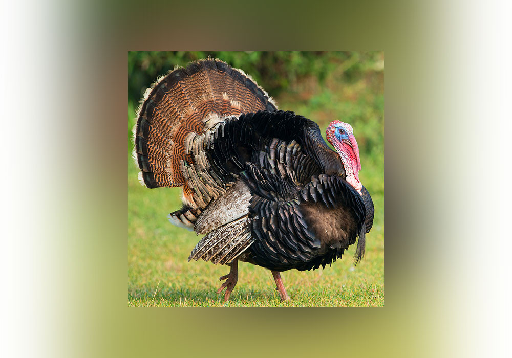 Why Do We Have Turkey On Thanksgiving
 Turkey A Bird or a Nation Everything After Z by