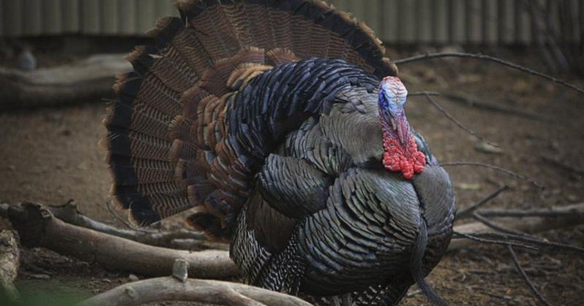 Why Eat Turkey On Thanksgiving
 How The Turkey Became Thanksgiving’s Mascot The Dodo