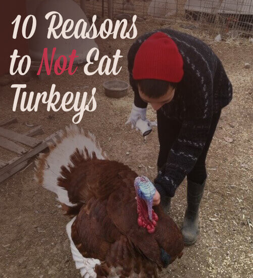 Why Eat Turkey On Thanksgiving
 10 Really Good Reasons Not to Eat Turkeys